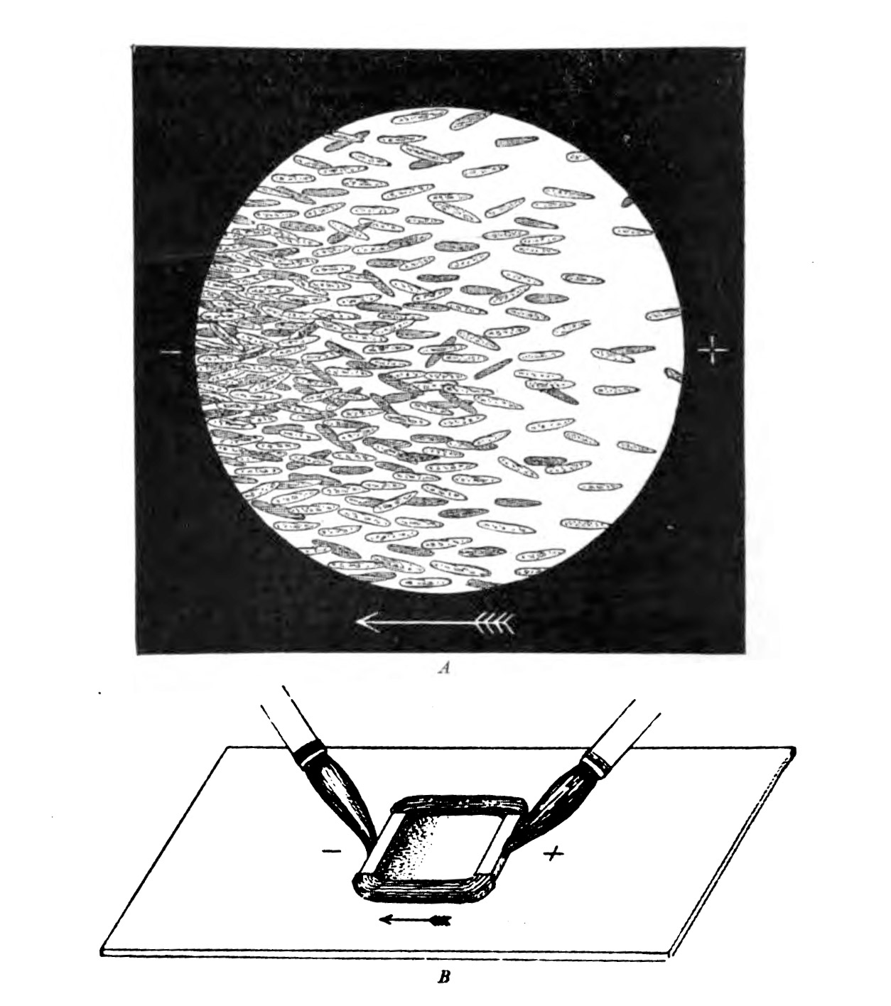 Galvanotaxis of paramecium. The arrow indicates the direction in which the paramecia are swimming.